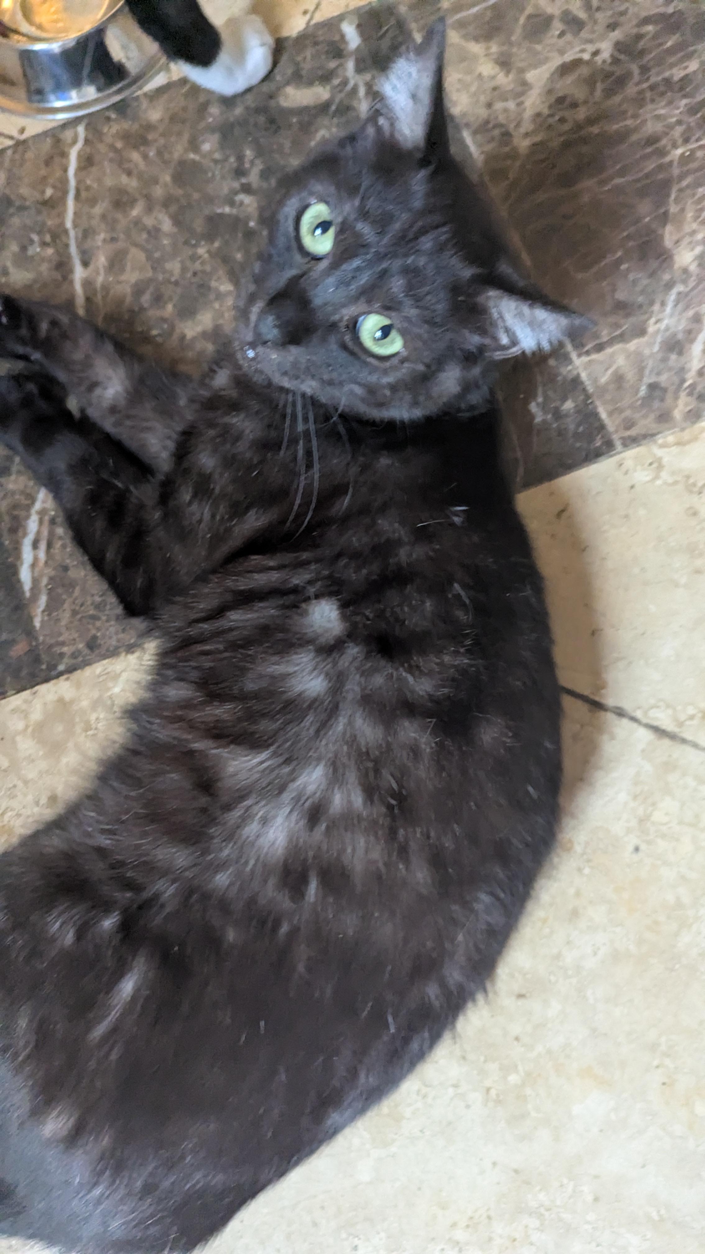 Enlarge Bixby, a Adoptable Domestic Short Hair in San Diego, CA image 4/6