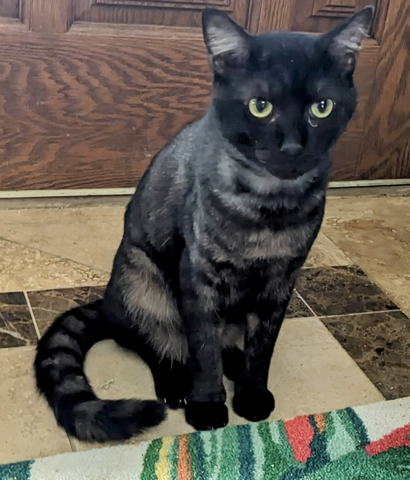 Enlarge Bixby, a Adoptable Domestic Short Hair in San Diego, CA image 5/6