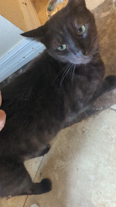 Enlarge Bixby, a Adoptable Domestic Short Hair in San Diego, CA video 6/6