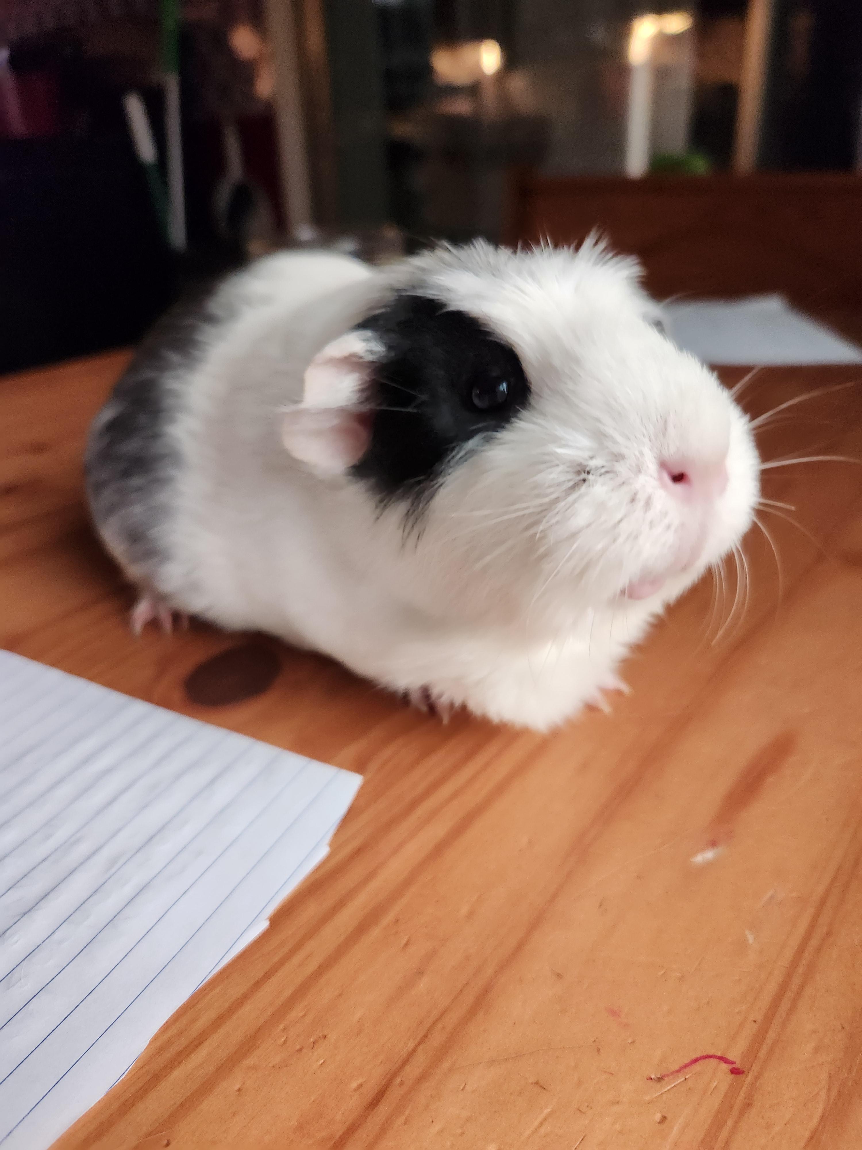Oni, Adopted, Adult Female Guinea Pig.