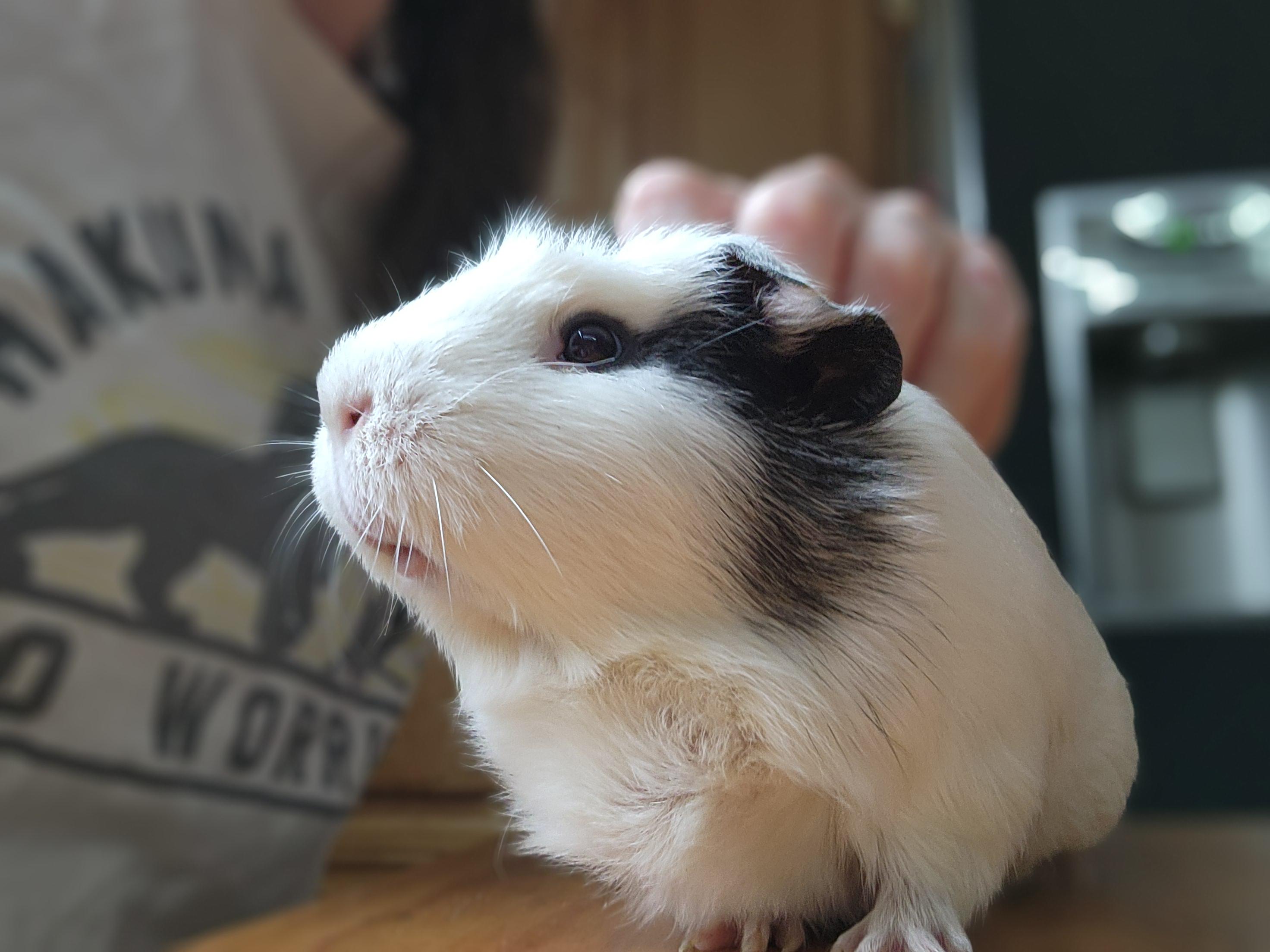 Enlarge Oni, a Adopted Guinea Pig in Shelby Township, MI image 2/2