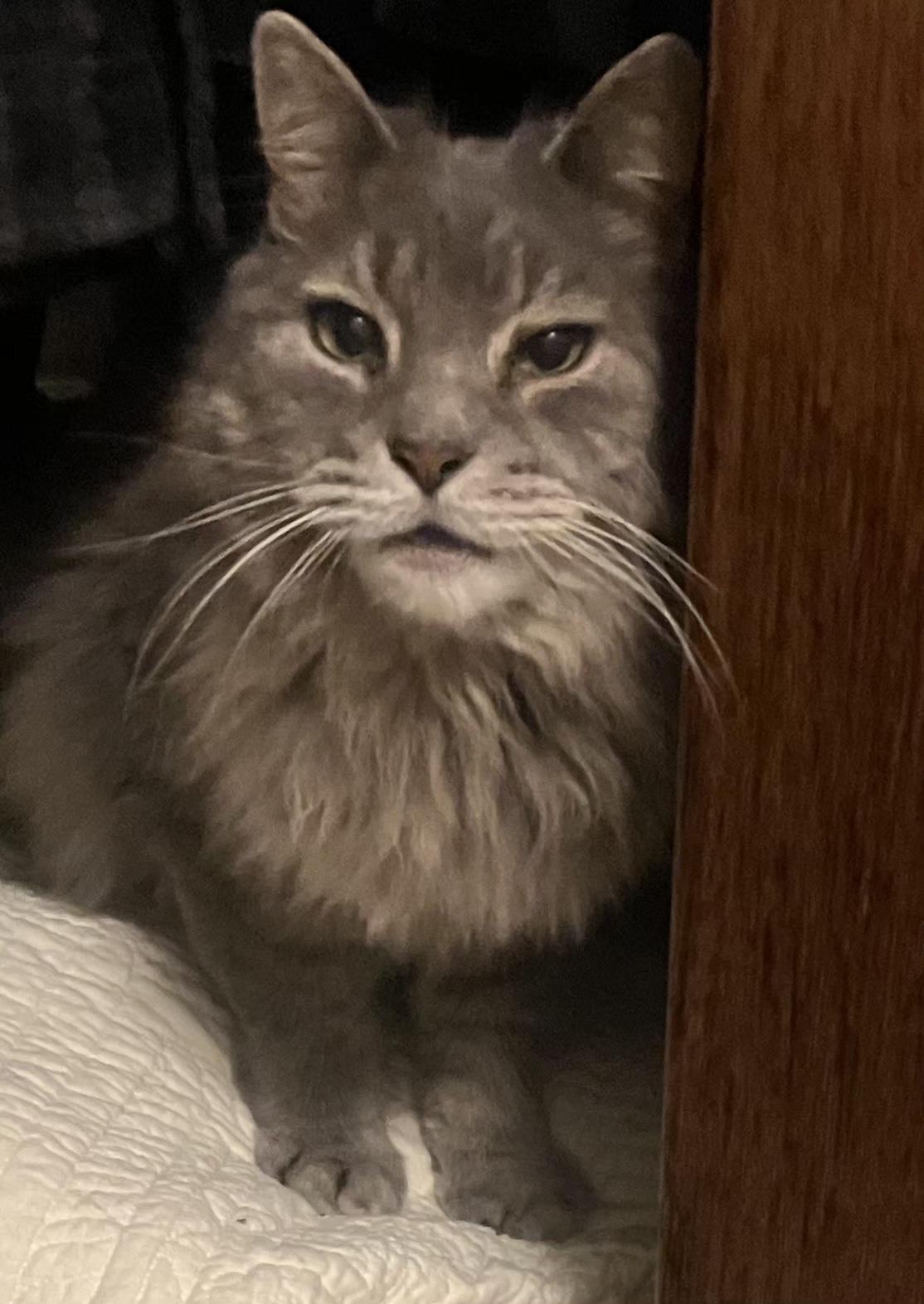 CHANCE, adopted, Adult Male Maine Coon & Russian Blue.