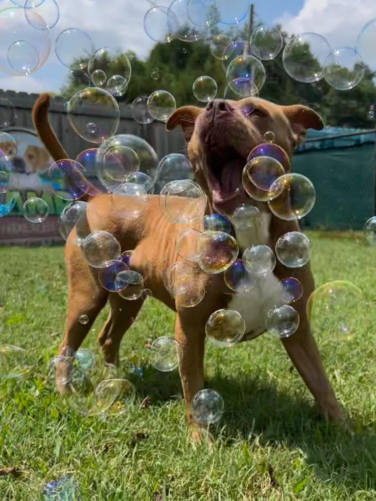 Enlarge Bean, a Adoptable Pit Bull Terrier in Fayetteville, AR image 1/6