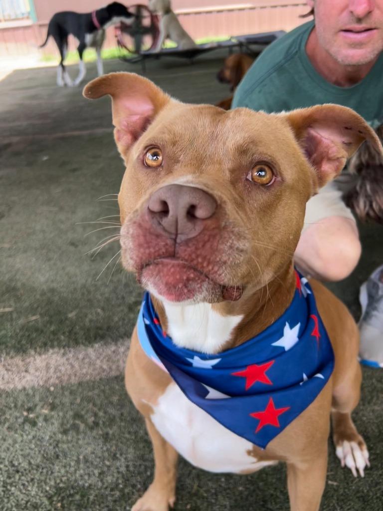 Enlarge Bean, a Adoptable Pit Bull Terrier in Fayetteville, AR image 3/6