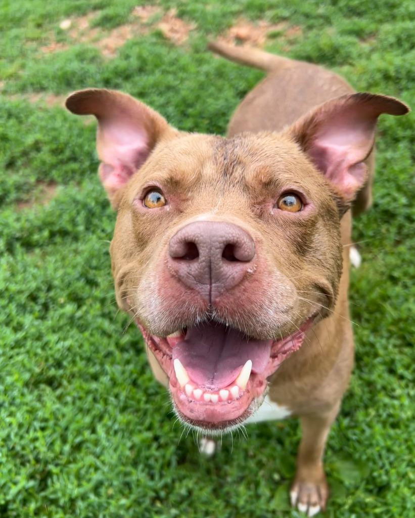 Enlarge Bean, a Adoptable Pit Bull Terrier in Fayetteville, AR image 5/6