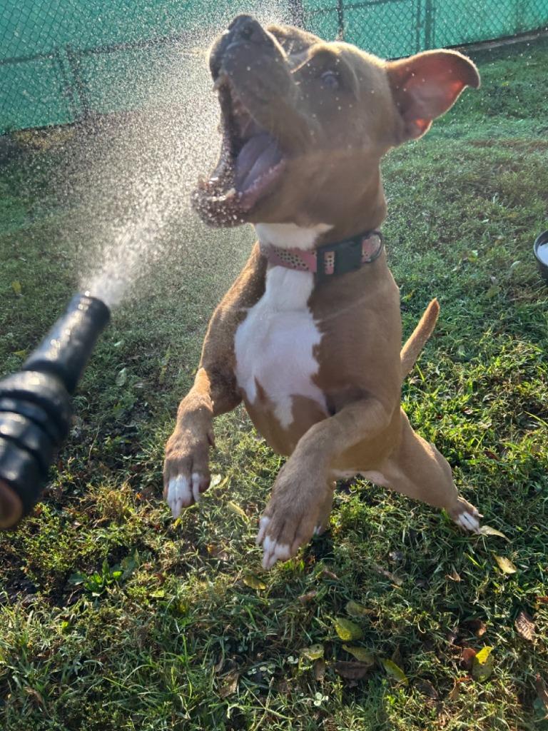 Enlarge Bean, a Adoptable Pit Bull Terrier in Fayetteville, AR image 6/6