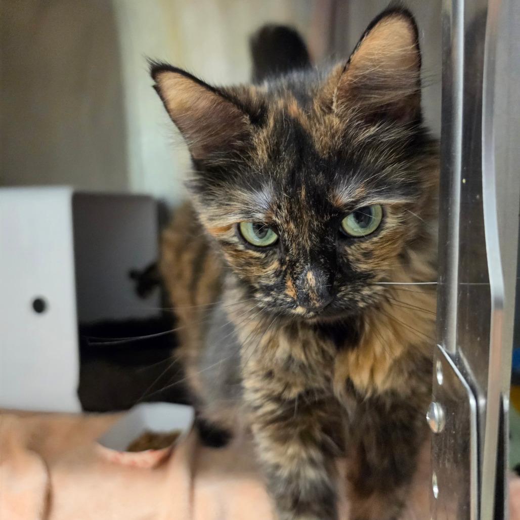 Enlarge Osa, a Adoptable Domestic Medium Hair in Briarcliff Manor, NY image 2/2