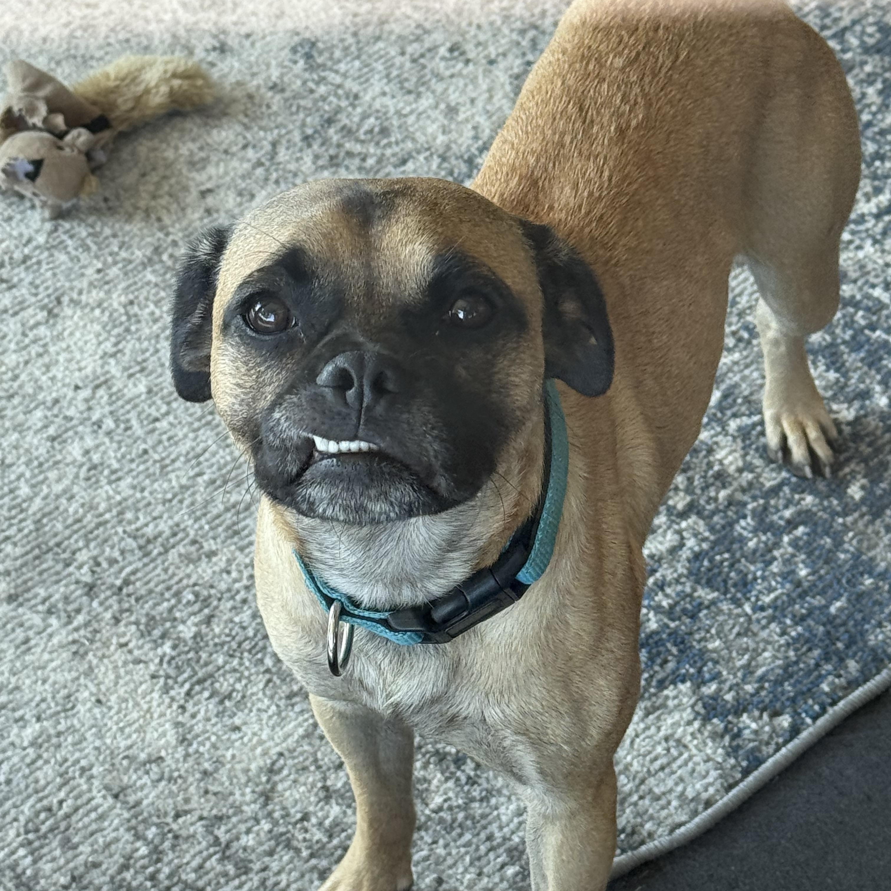 FRANK, a Adoptable mixed breed in El Segundo, CA image 5/6