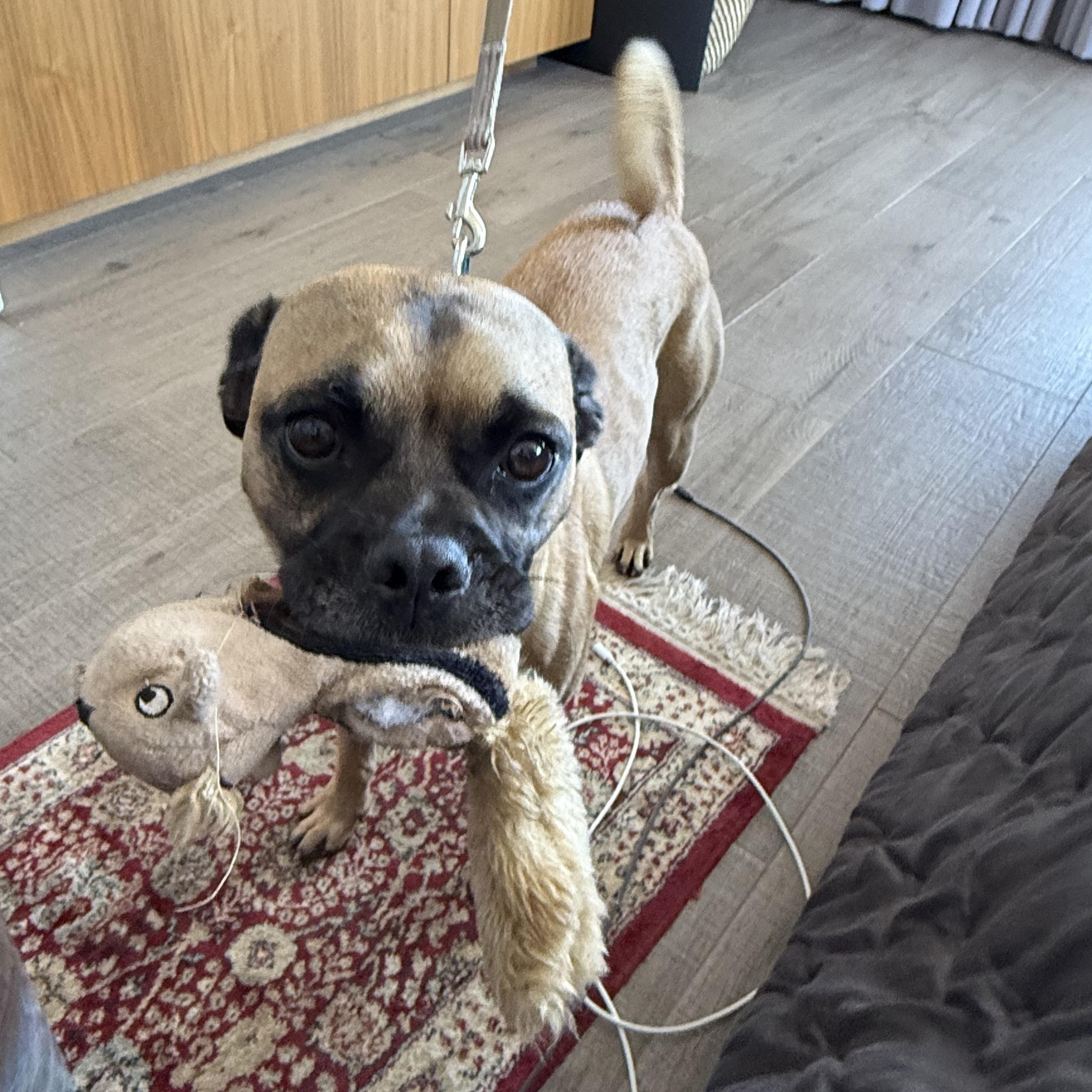 FRANK, a Adoptable mixed breed in El Segundo, CA image 4/6