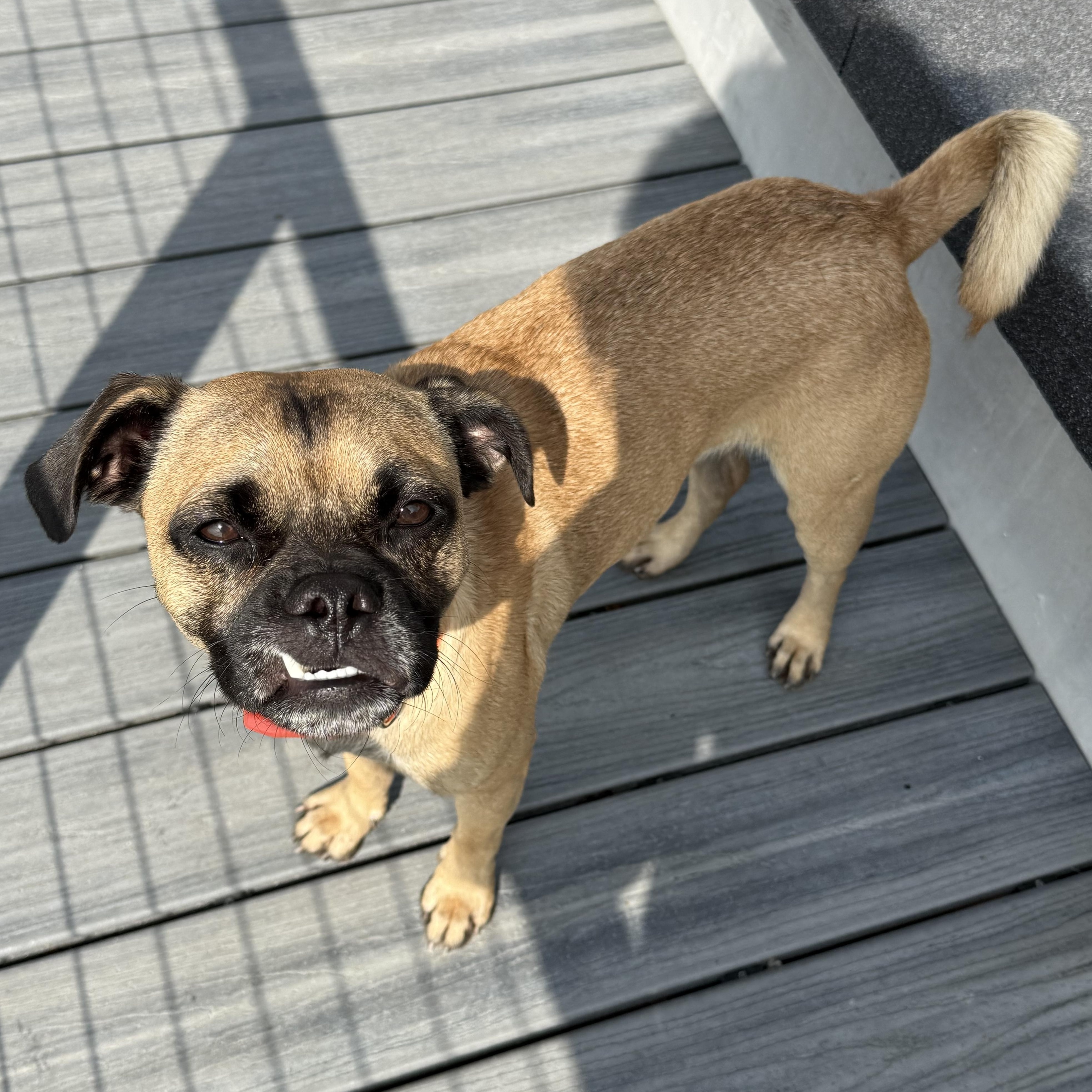 FRANK, an adoptable Pug, Puggle in El Segundo, CA, 90245 | Photo Image 5