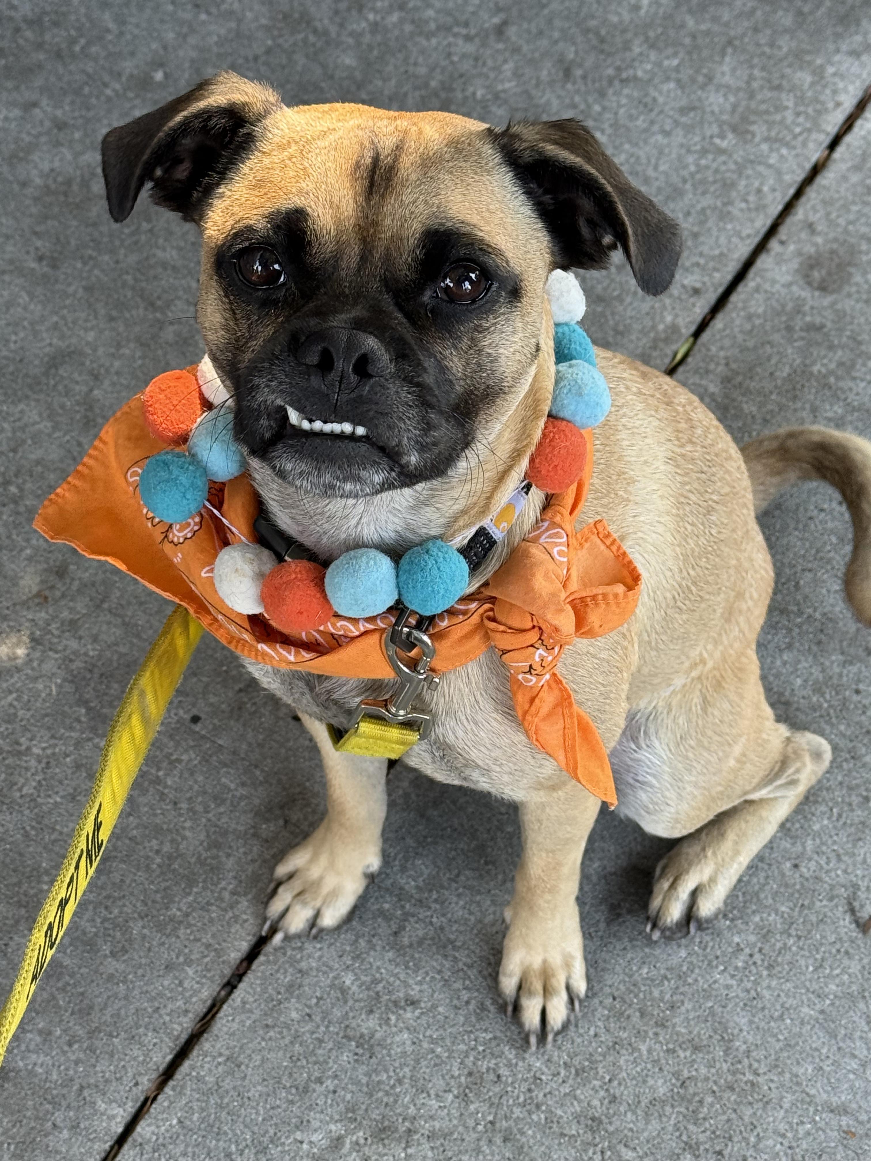 FRANK, Adoptable, Young Male Pug & Yellow Labrador Retriever.