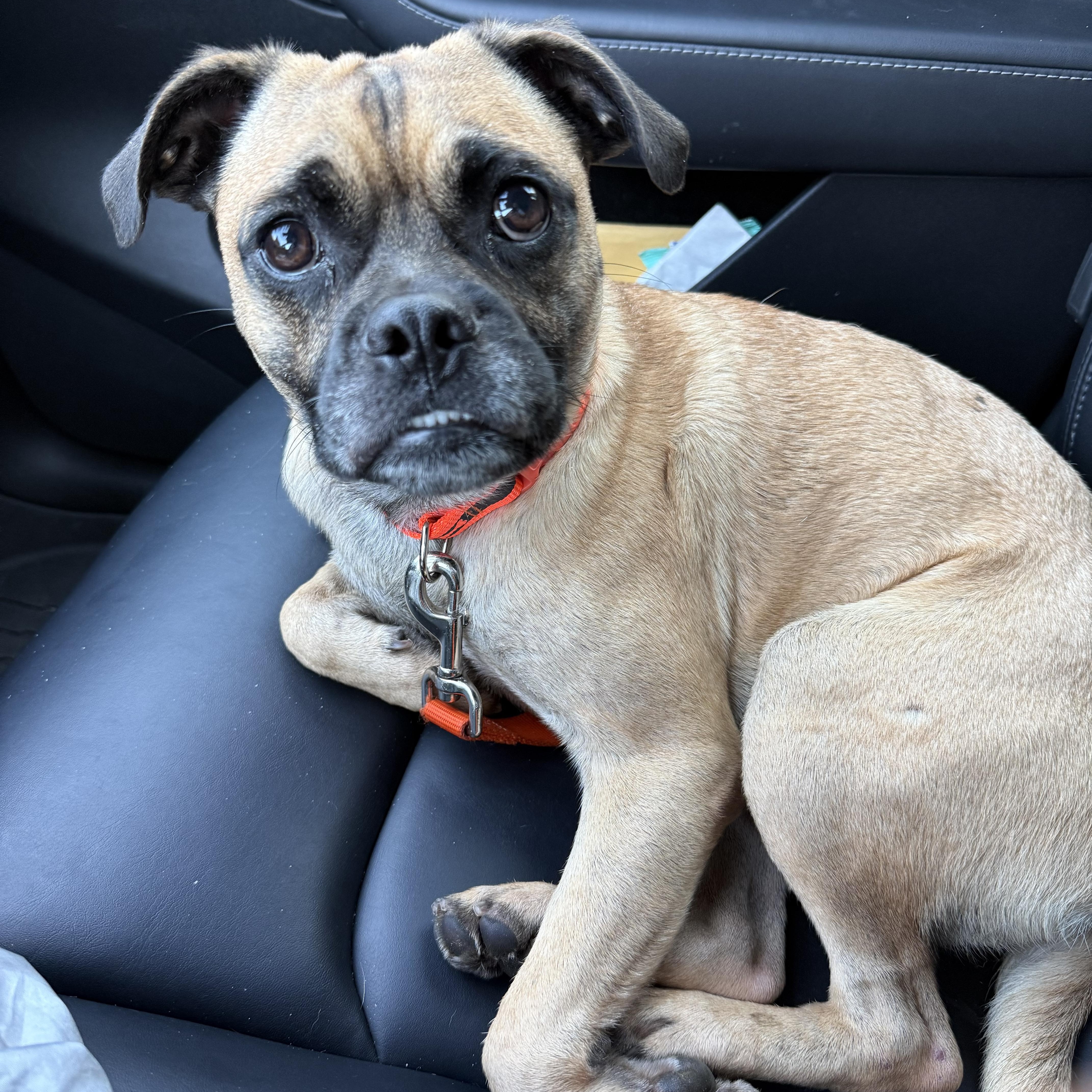 FRANK, an adoptable Pug, Puggle in El Segundo, CA, 90245 | Photo Image 1