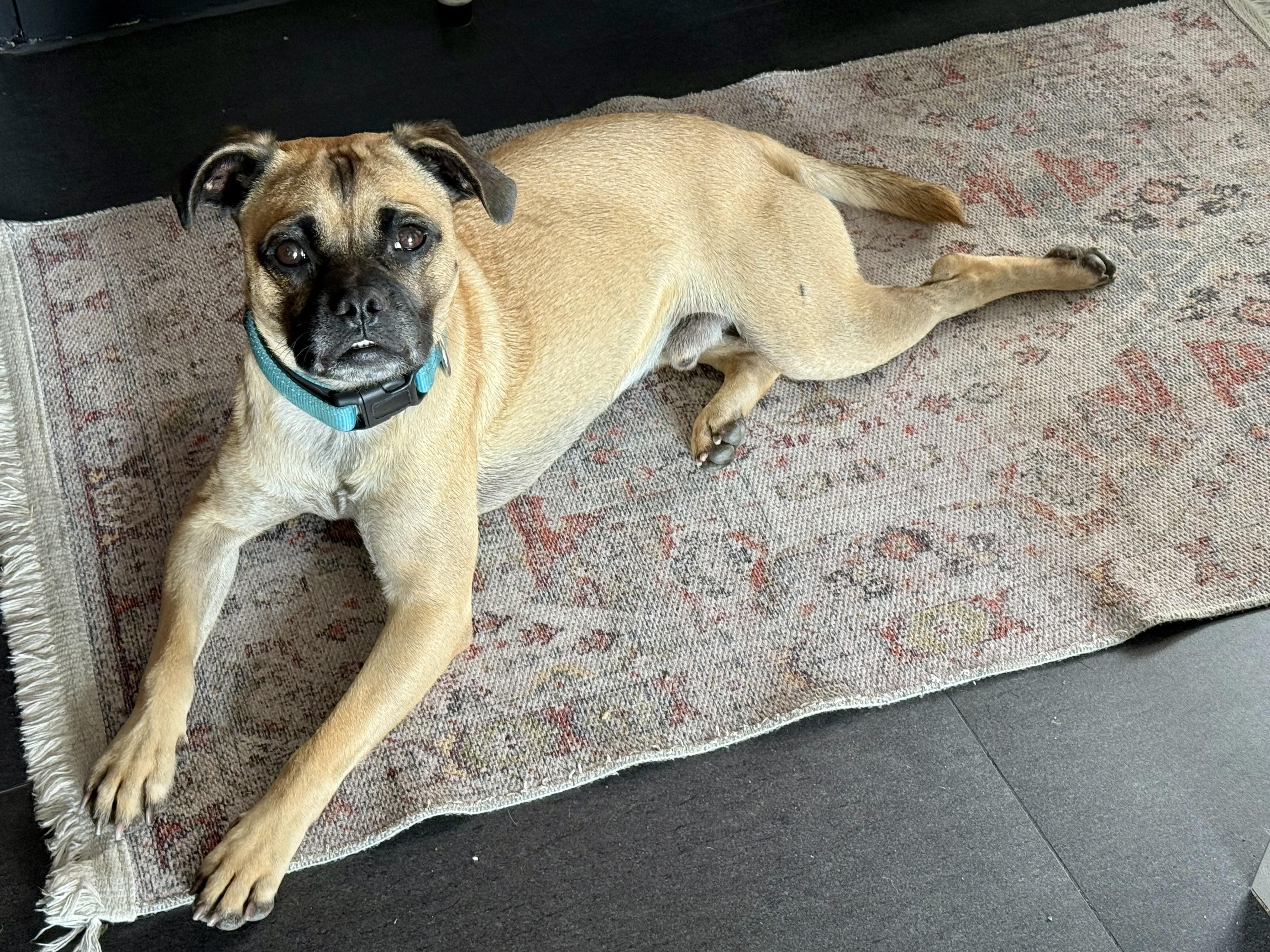 FRANK, a Adoptable mixed breed in El Segundo, CA image 2/6