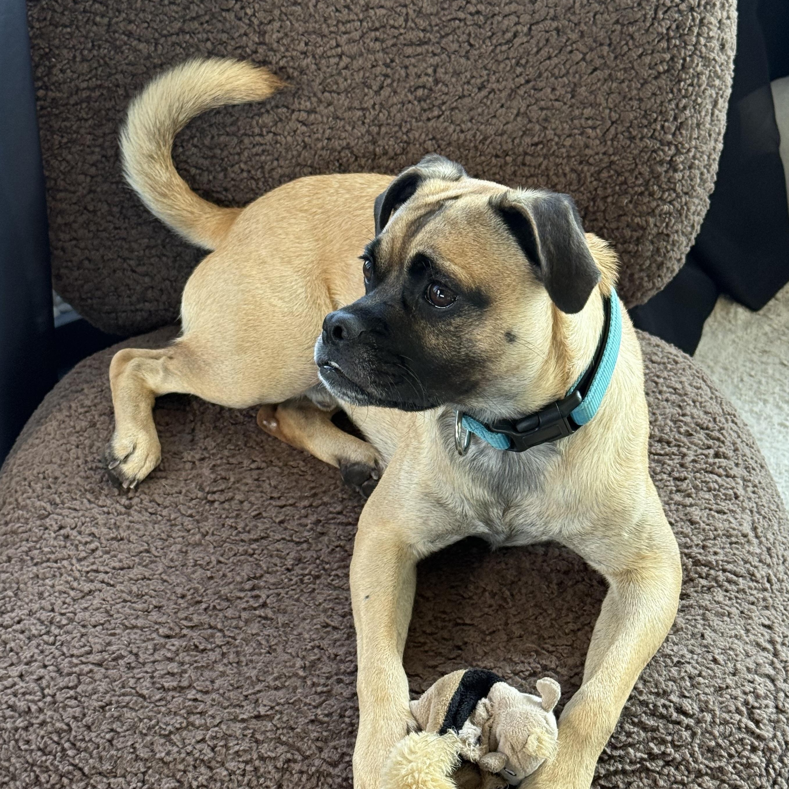 FRANK, a Adoptable mixed breed in El Segundo, CA image 3/6