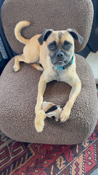 Enlarge FRANK, a Adoptable mixed breed in El Segundo, CA video 6/6