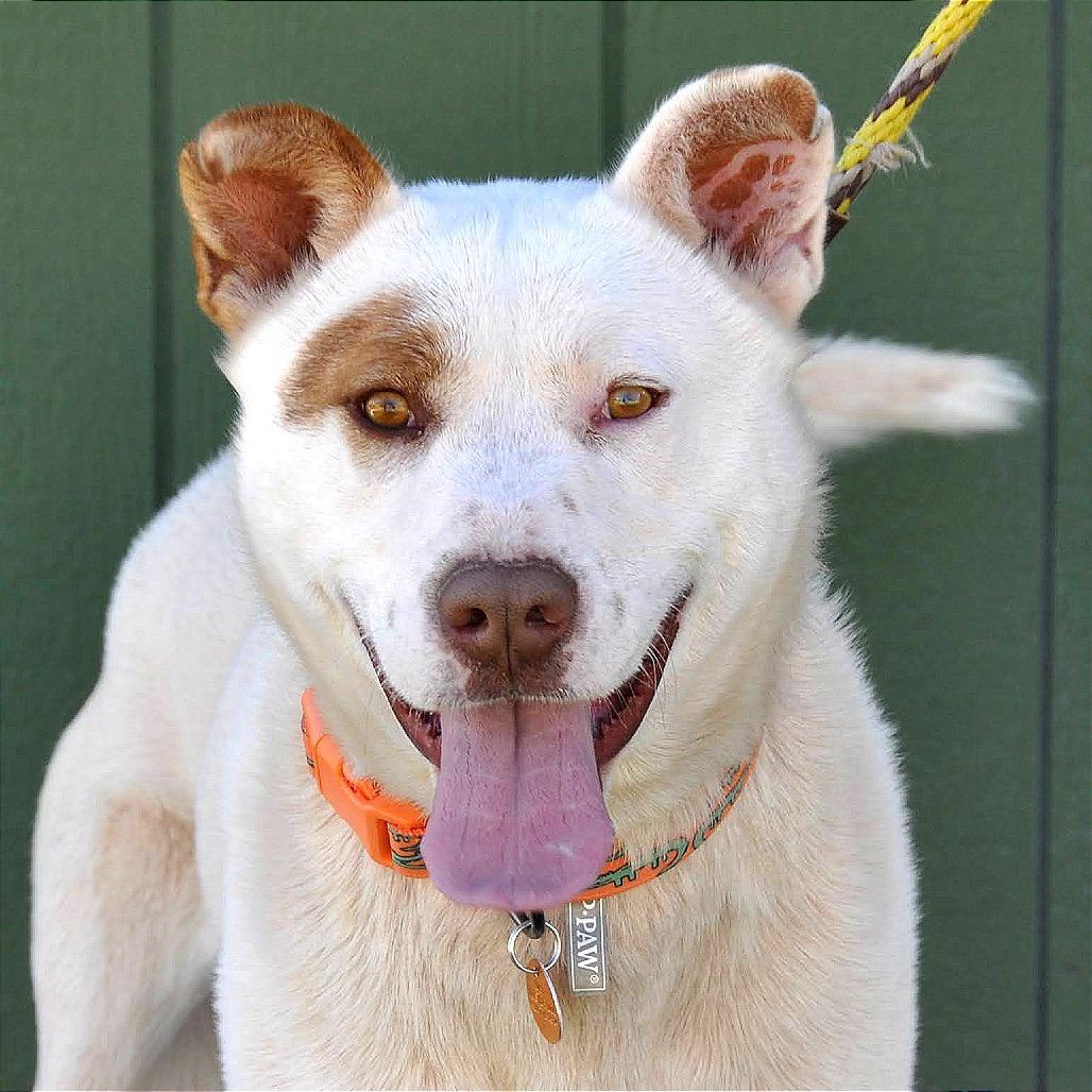 Enlarge Cowboy, a Adoptable Mixed Breed in Prescott, AZ image 1/6
