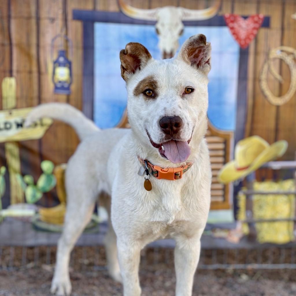 Enlarge Cowboy, a Adoptable Mixed Breed in Prescott, AZ image 2/6