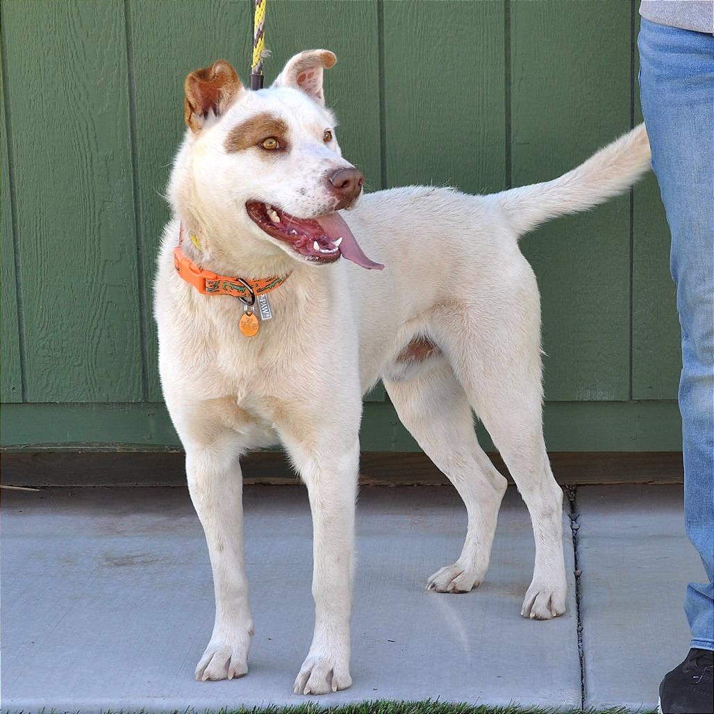 Enlarge Cowboy, a Adoptable Mixed Breed in Prescott, AZ image 3/6