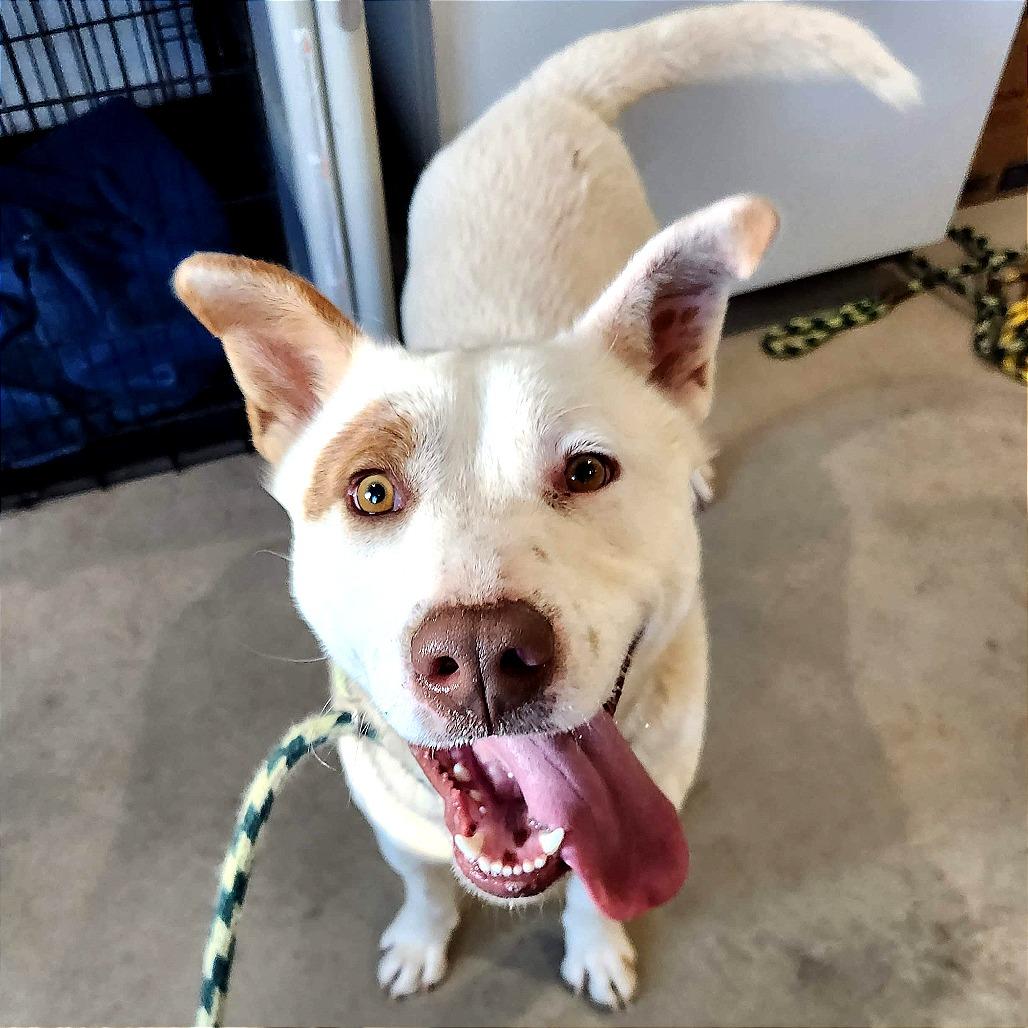 Enlarge Cowboy, a Adoptable Mixed Breed in Prescott, AZ image 4/6