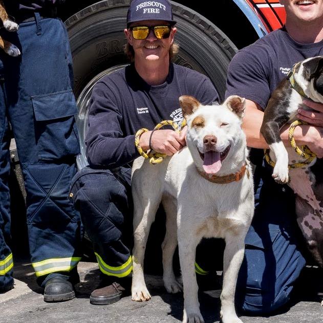 Enlarge Cowboy, a Adoptable Mixed Breed in Prescott, AZ image 4/6