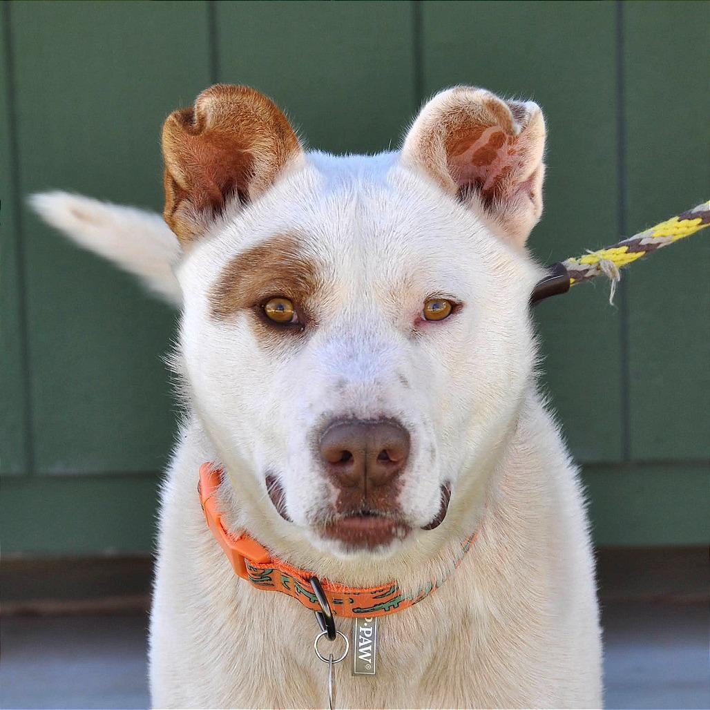 Enlarge Cowboy, a Adoptable Mixed Breed in Prescott, AZ image 5/6