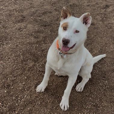 Enlarge Cowboy, a Adoptable Mixed Breed in Prescott, AZ image 6/6