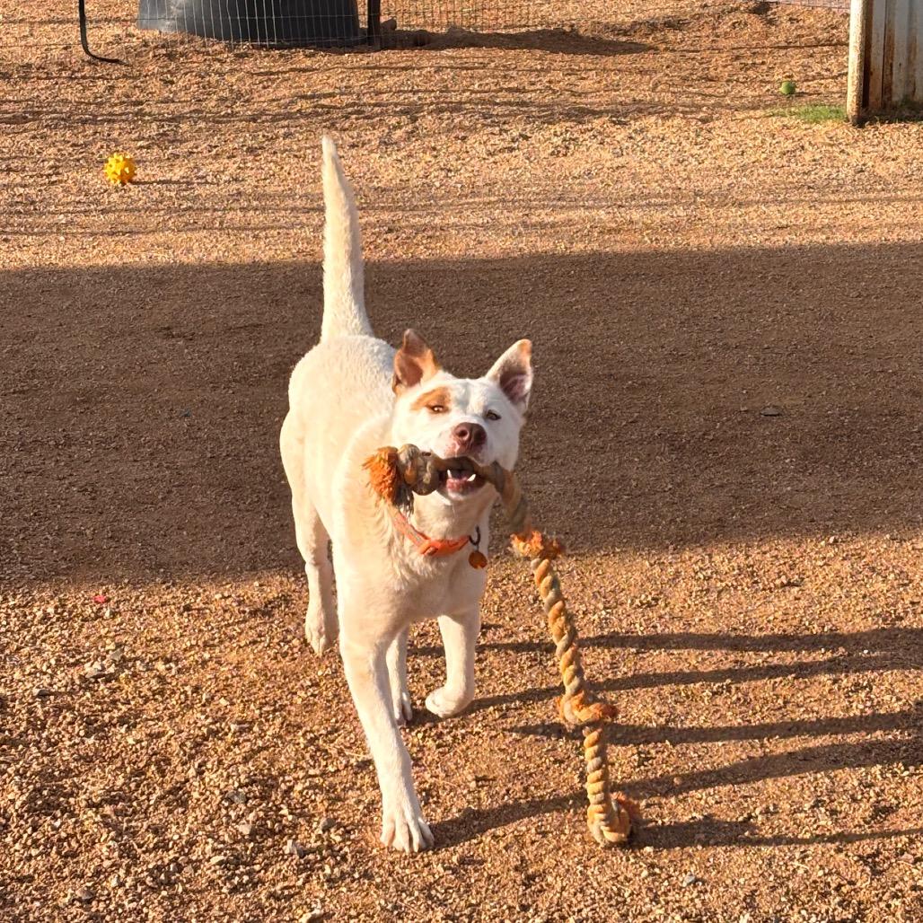 Enlarge Cowboy, a Adoptable Mixed Breed in Prescott, AZ image 6/6