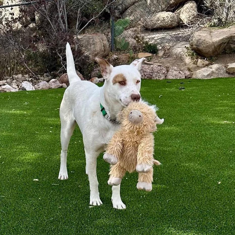 Enlarge Cowboy, a Adoptable Mixed Breed in Prescott, AZ image 5/5