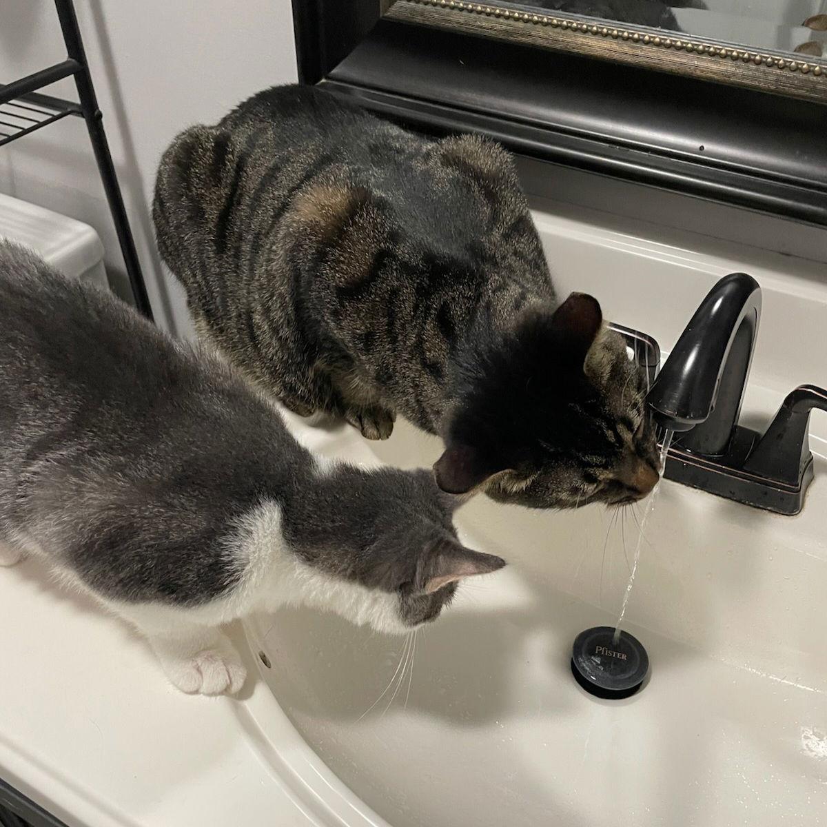 Cocktail Crew - MANGO TANGO, Adoptable, Kitten Male Domestic Short Hair.