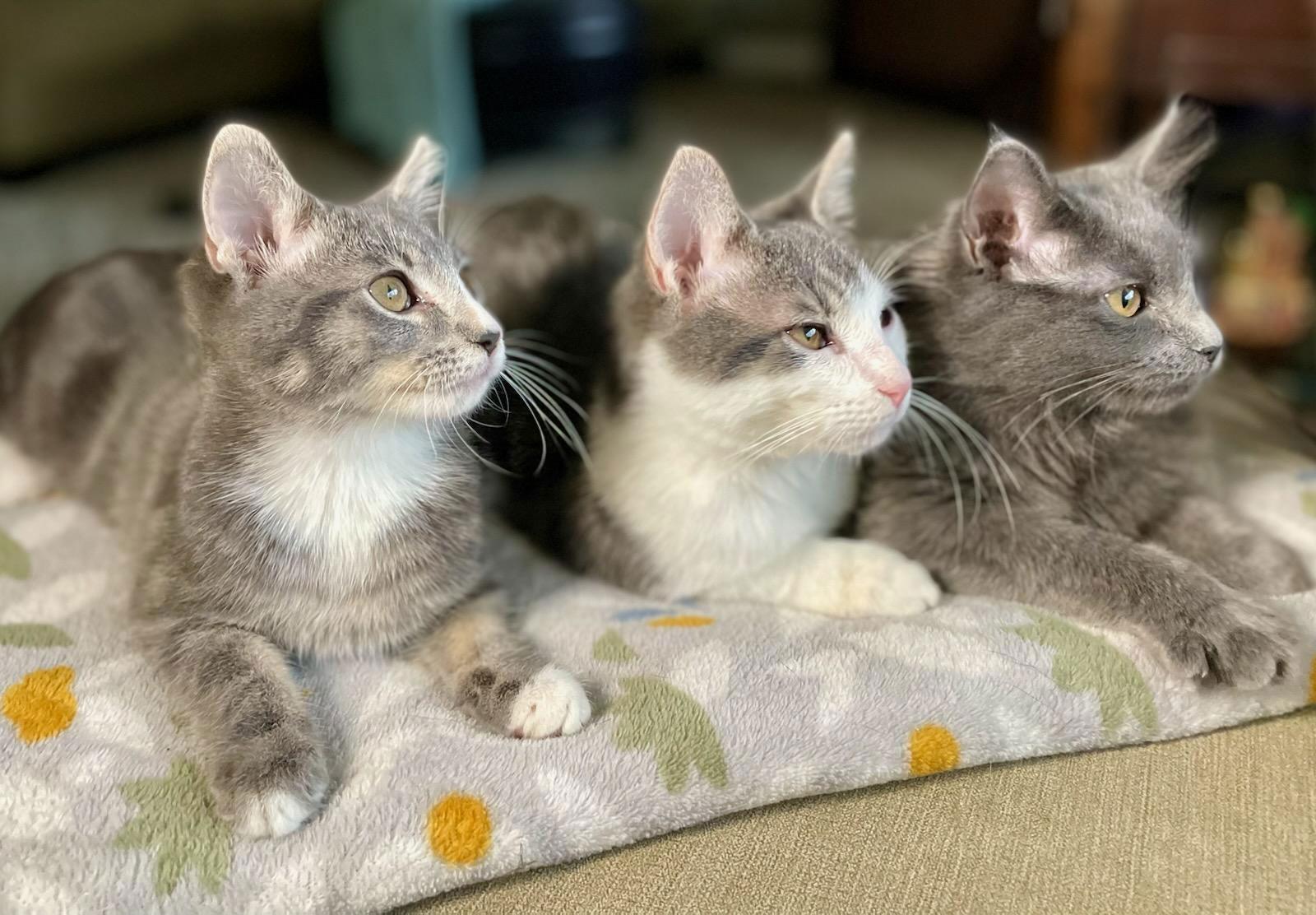 Enlarge Cocktail Crew - MANGO TANGO, a Adoptable Domestic Short Hair in Akron, OH image 2/3