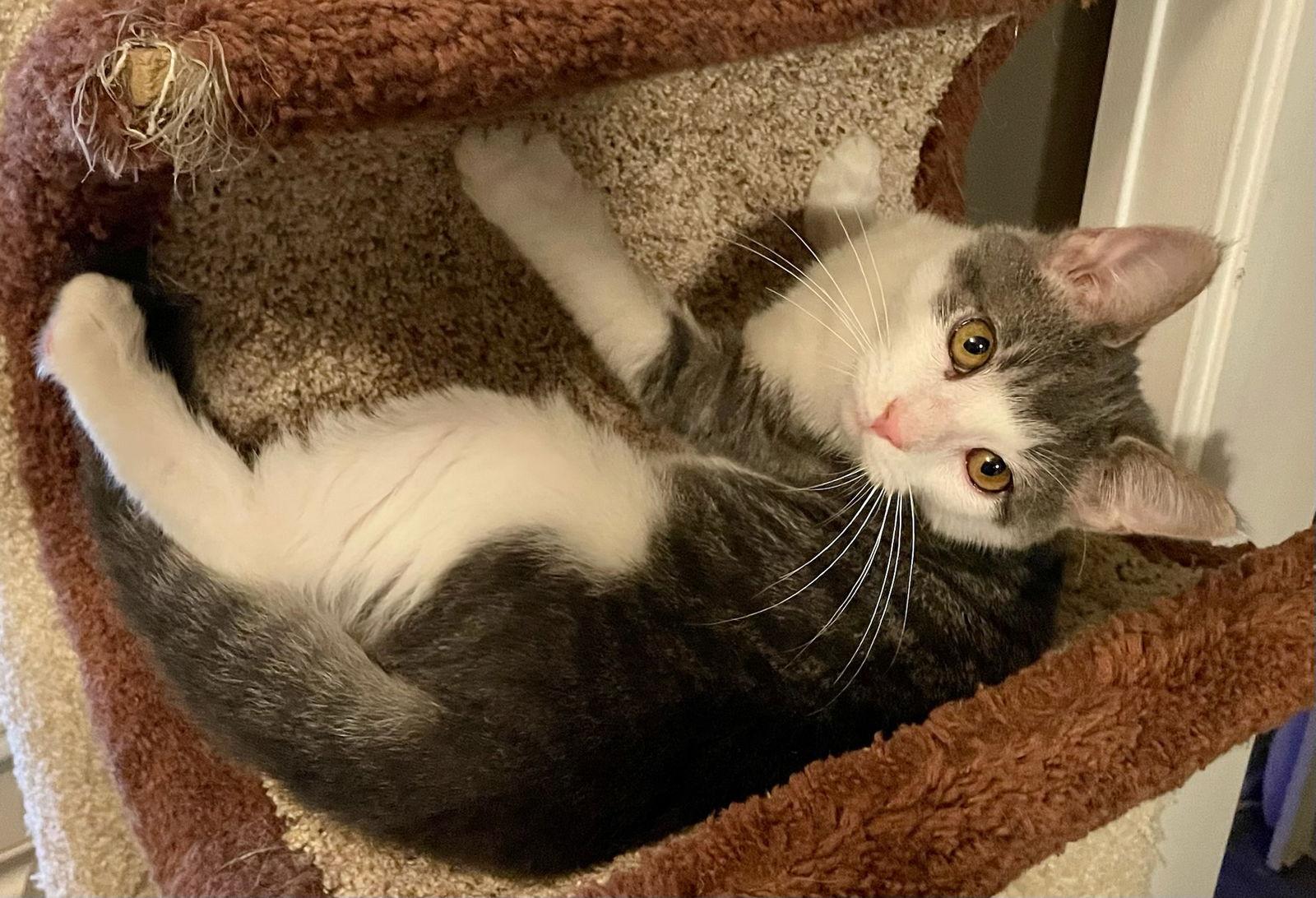 Enlarge Cocktail Crew - MANGO TANGO, a Adoptable Domestic Short Hair in Akron, OH image 3/3