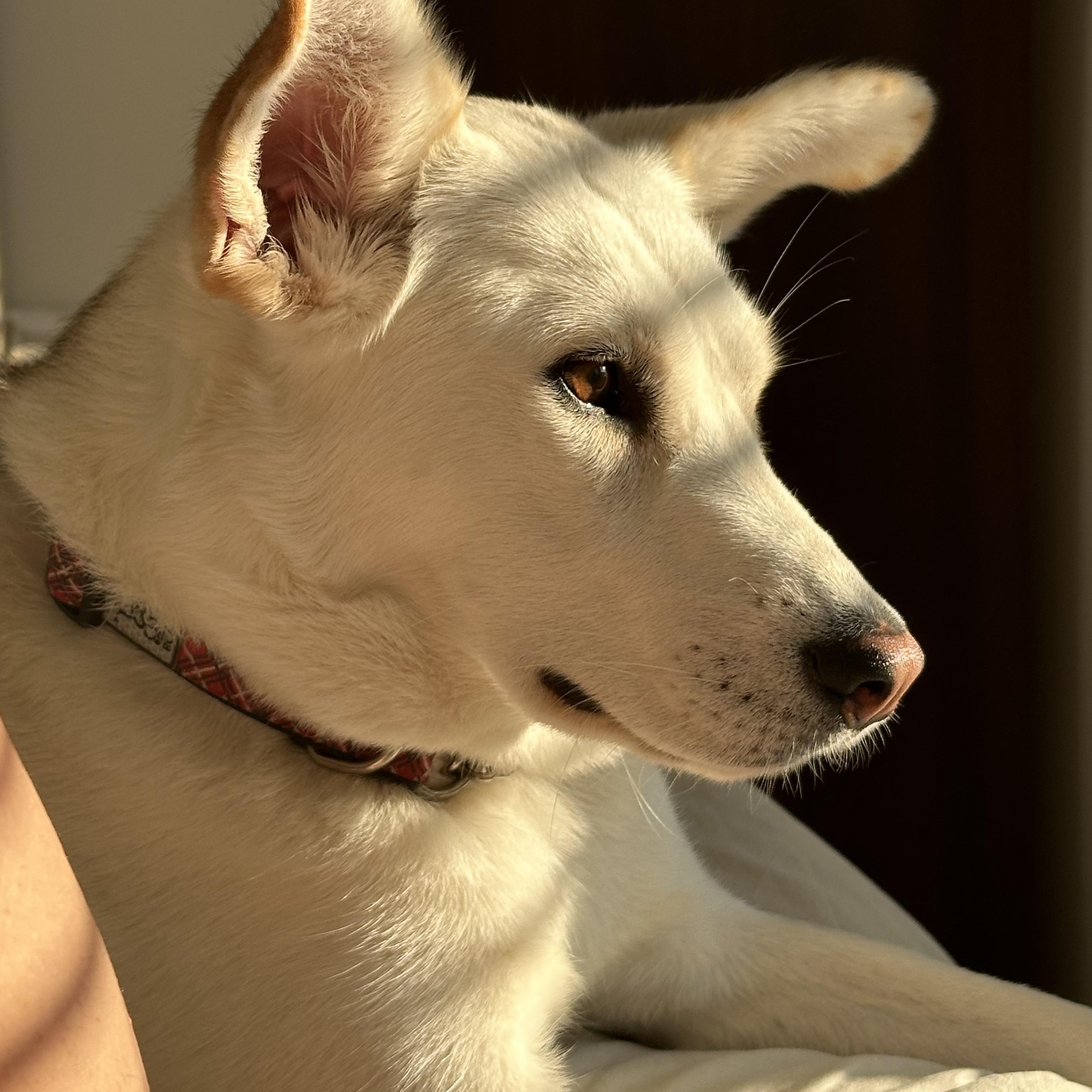 Autumn, Adoptable, Young Female Husky.