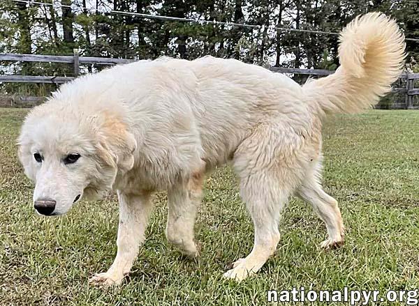 Clarence In Al  thumbnail 2