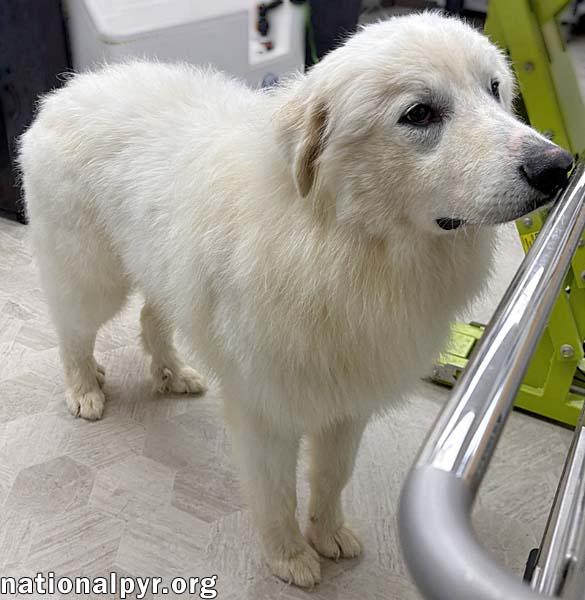Enlarge Clarence in OH - A Lover of Hugs & Snacks!, a Adoptable Great Pyrenees in Toledo, OH image 3/4