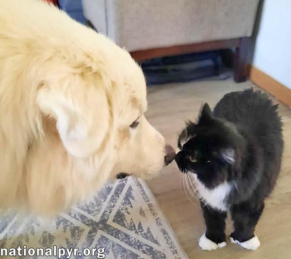 Enlarge Clarence in OH - A Lover of Hugs & Snacks!, a Adoptable Great Pyrenees in Toledo, OH image 4/4