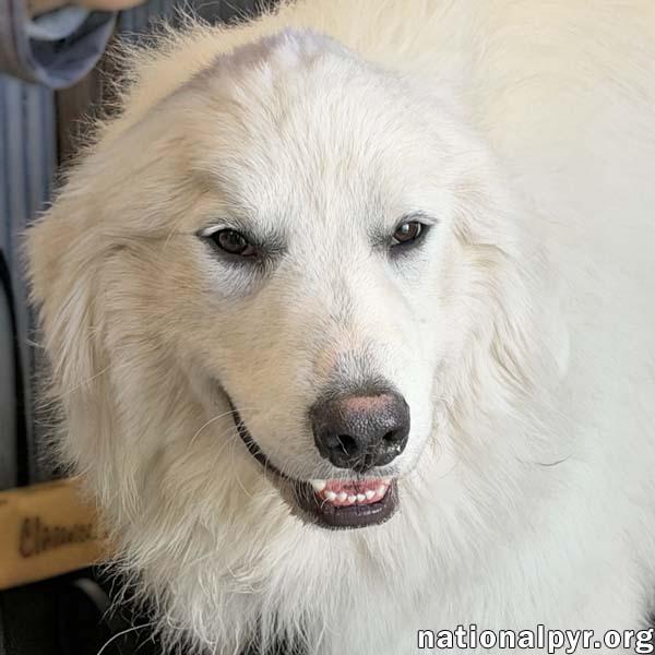 Enlarge Clarence in OH - A Lover of Hugs & Snacks!, a Adoptable Great Pyrenees in Toledo, OH image 1/4