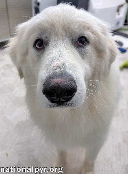 Enlarge Clarence in OH - A Lover of Hugs & Snacks!, a Adoptable Great Pyrenees in Toledo, OH image 2/4