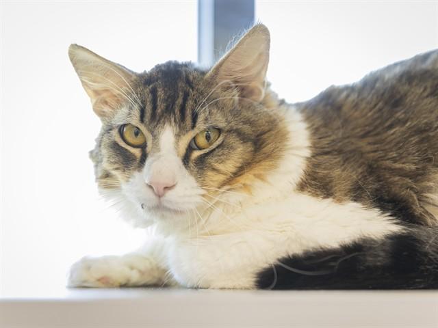 JASPER, Adoptable, Young Male Domestic Medium Hair.