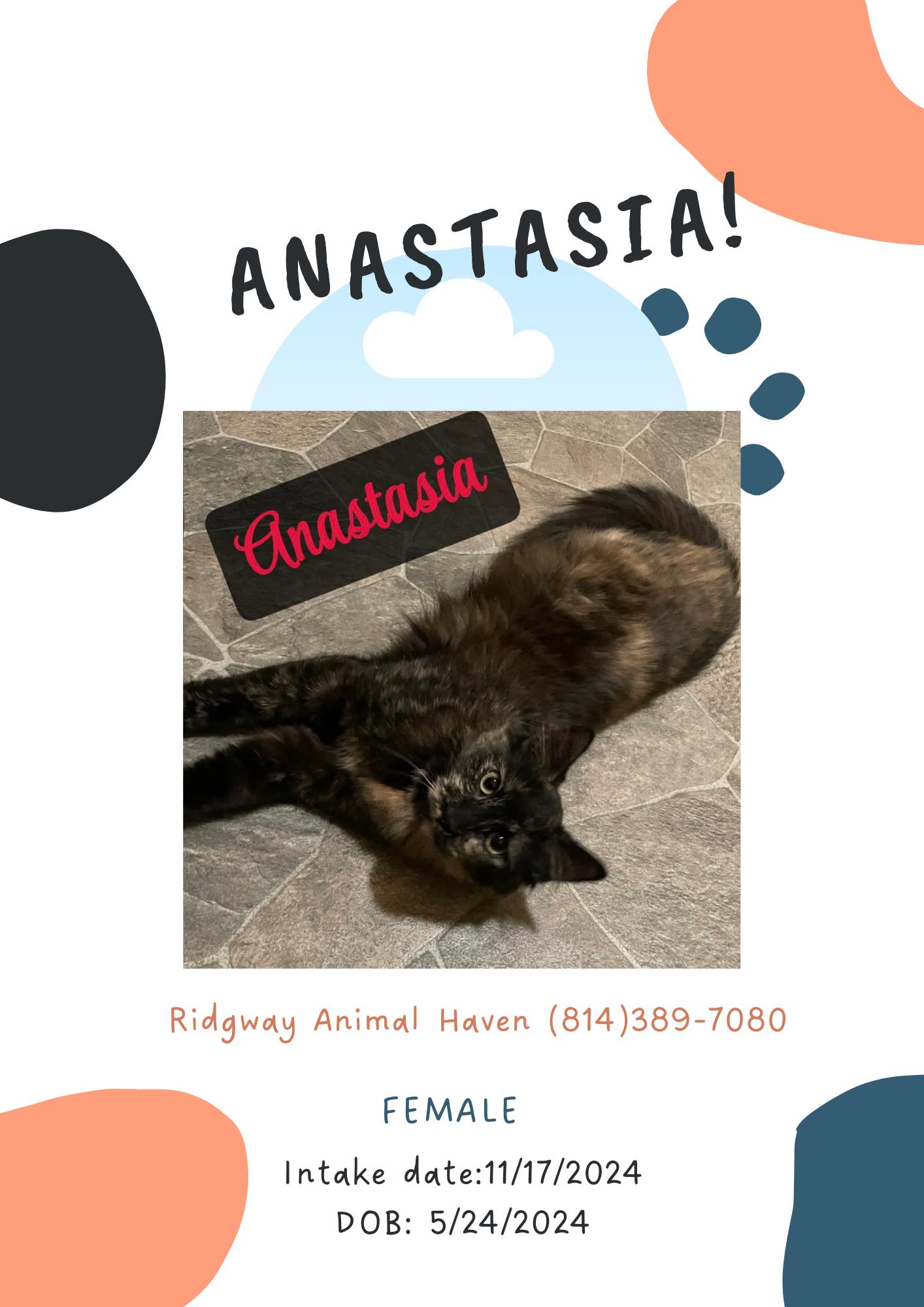 Anastasia, Adopted, Adult Female American Shorthair.