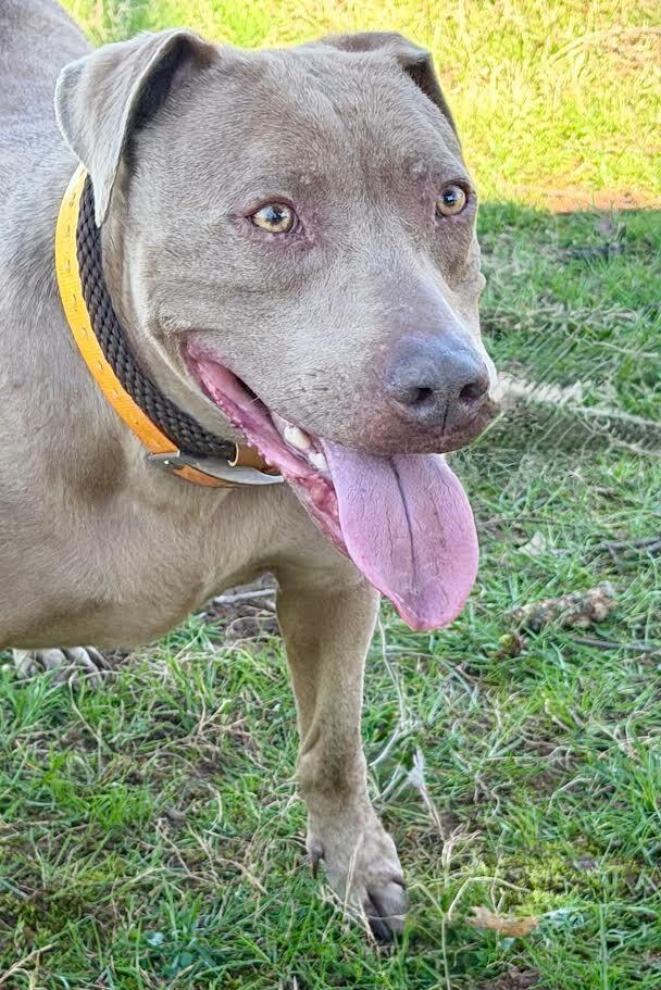 Honey, Adoptable, Adult Female Weimaraner & Pit Bull Terrier.