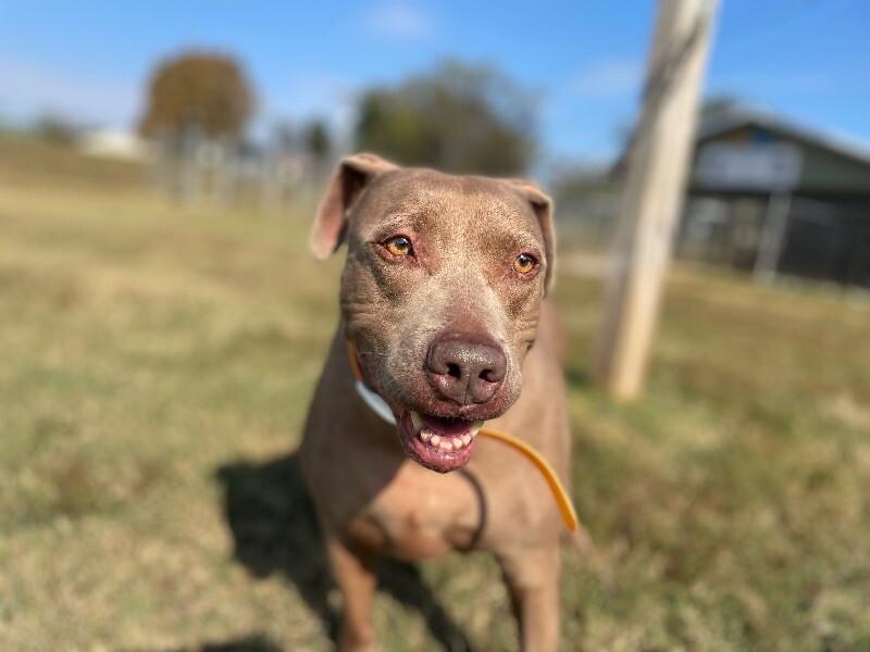 Honey, a Adoptable mixed breed in Maryville, TN image 1/6