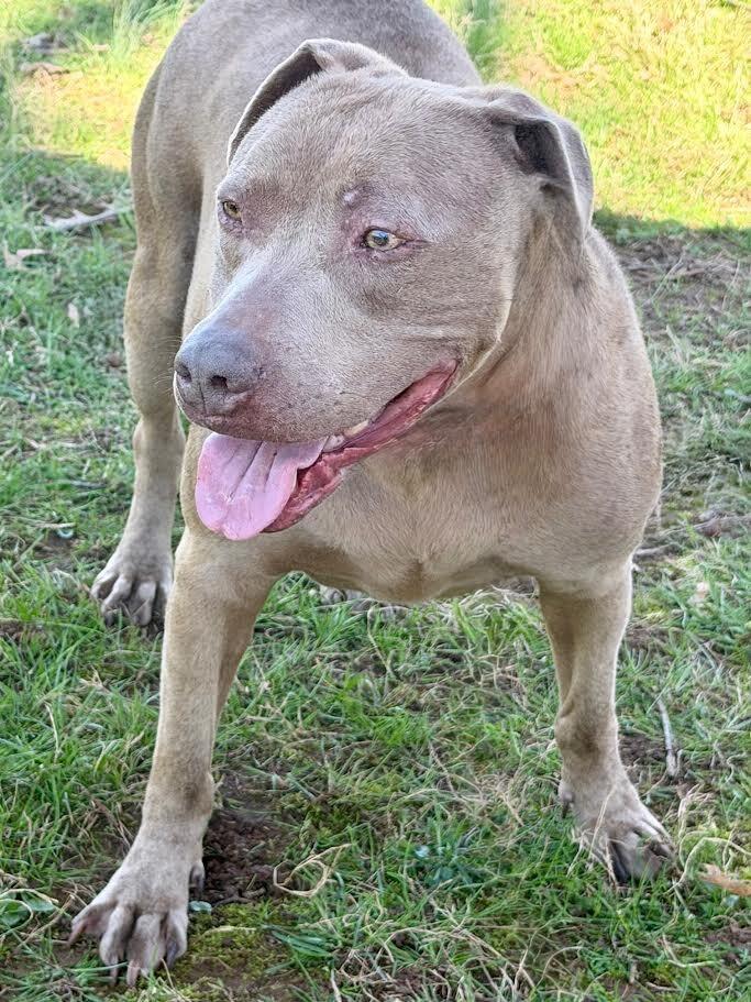 Enlarge Honey, a Adoptable mixed breed in Maryville, TN image 3/6