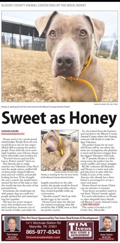 Enlarge Honey, a Adoptable mixed breed in Maryville, TN image 3/6