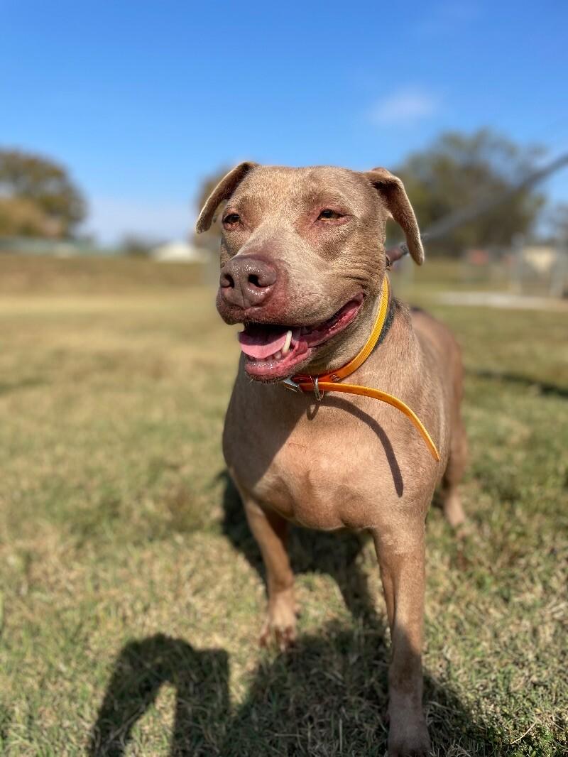 Honey, a Adoptable mixed breed in Maryville, TN image 2/6