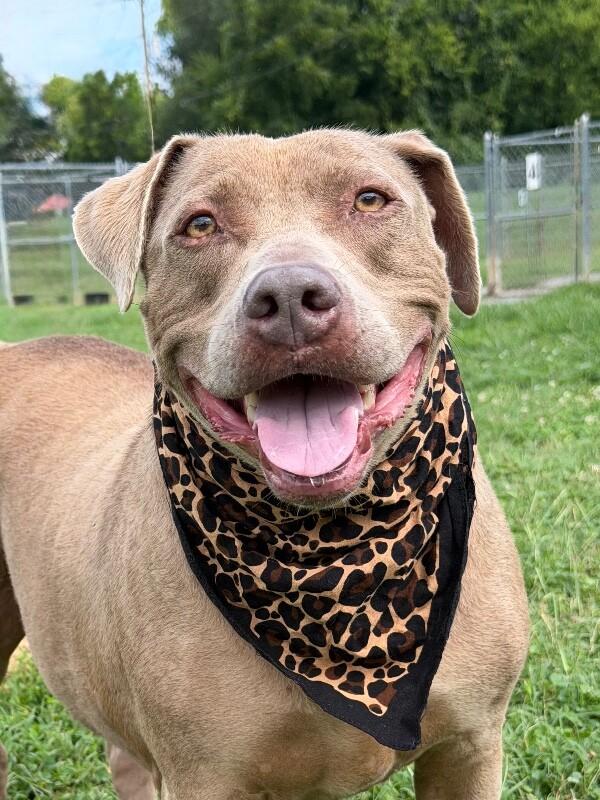Honey, a Adoptable mixed breed in Maryville, TN image 1/4