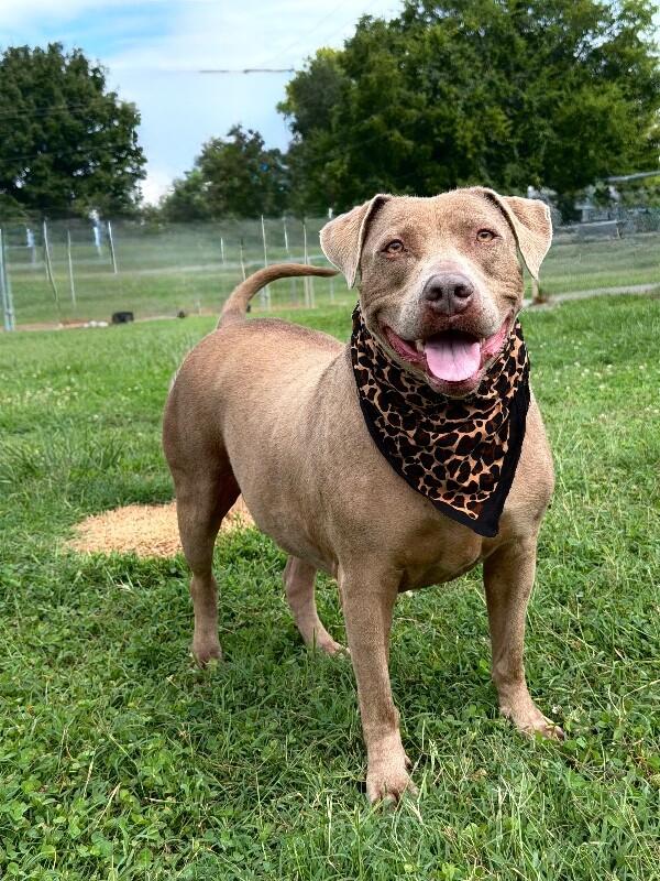 Honey, a Adoptable mixed breed in Maryville, TN image 2/4