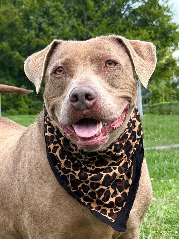 Honey, a Adoptable mixed breed in Maryville, TN image 3/4