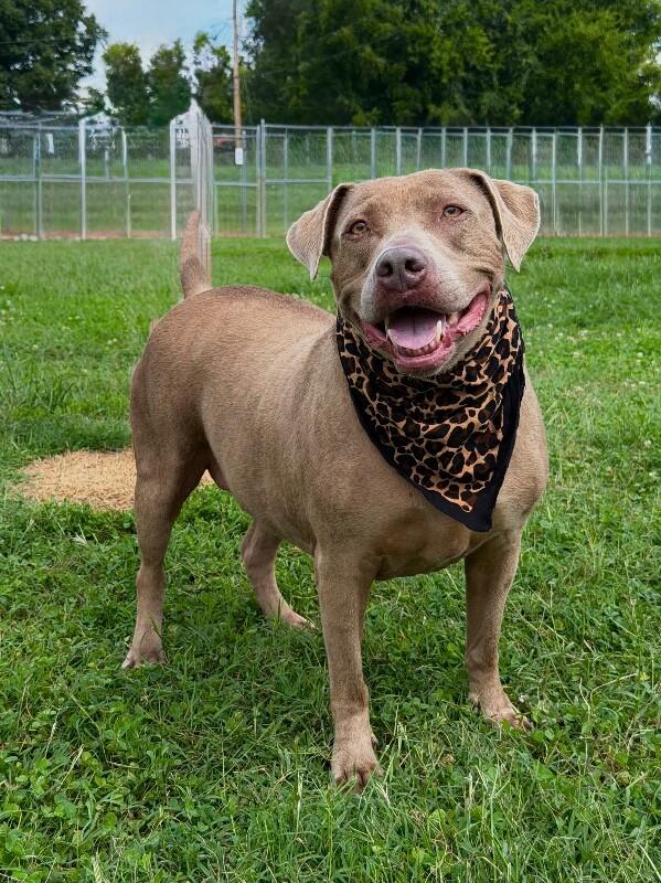 Honey, a Adoptable mixed breed in Maryville, TN image 4/4