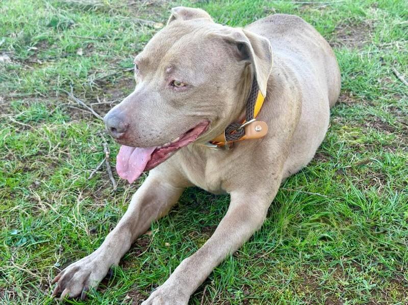 Enlarge Honey, a Adoptable mixed breed in Maryville, TN image 4/6