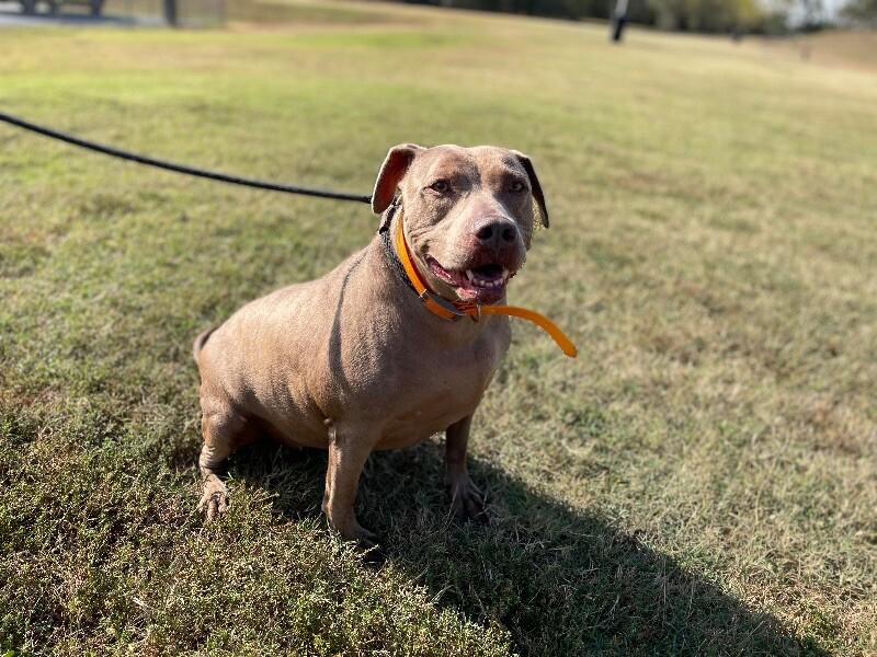 Honey, a Adoptable mixed breed in Maryville, TN image 4/6